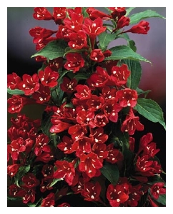 WEIGELA x 'Lucifer'